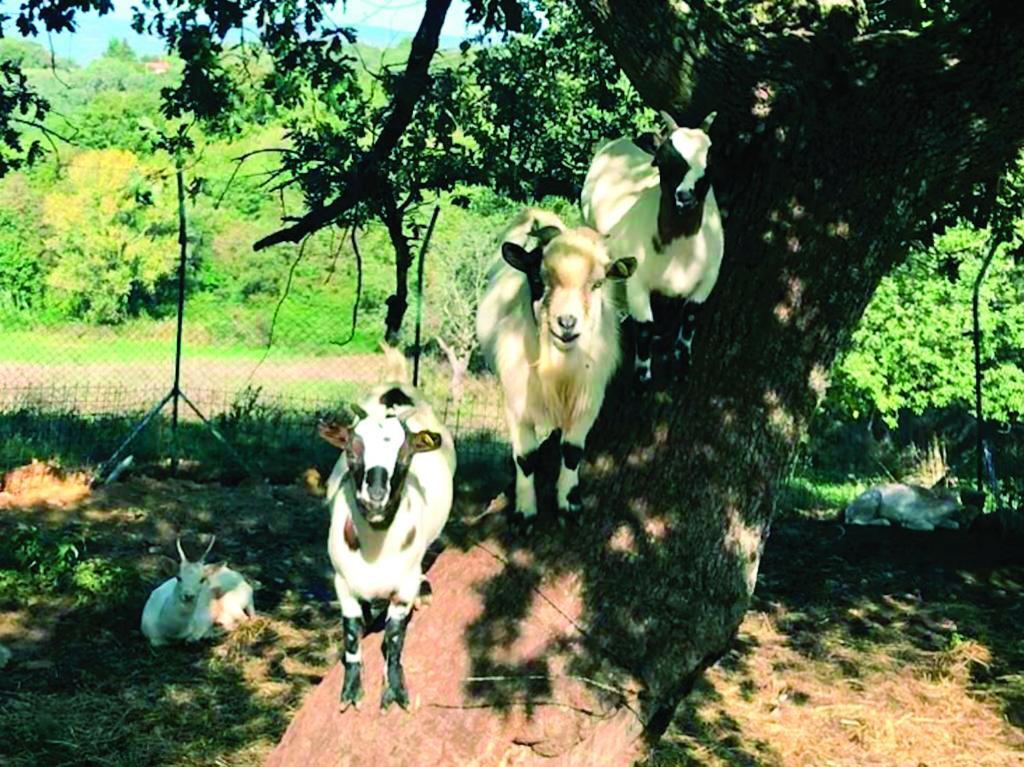 Il Daino Bianco Country Hotel มันชาโน ภายนอก รูปภาพ