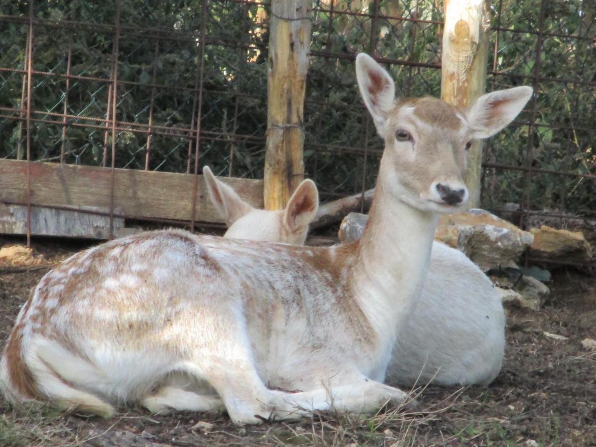 Il Daino Bianco Country Hotel มันชาโน ภายนอก รูปภาพ